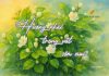 Hương nhài trong vắt sớm mai